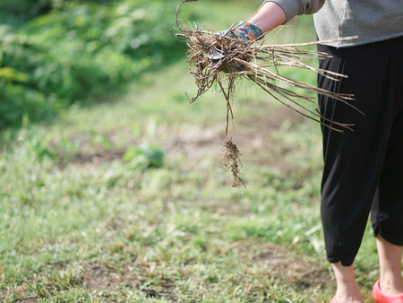 Cropped image of a woman with weeds in hand wearing protective gloveの写真素材