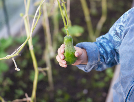 A child hand holding a cucumber in a greenhouse, selective focus shotの写真素材