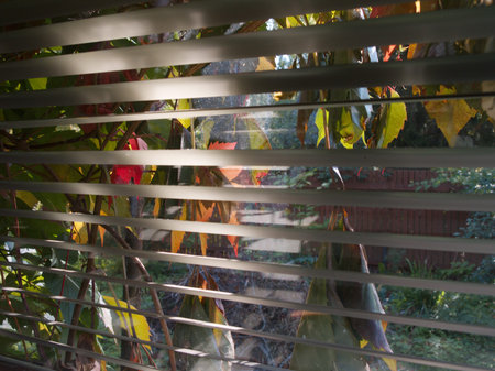 Autumn colorful foliage throgh the window blinds