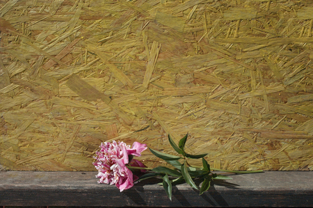 Peony freshly cut laid next to a wooden background, outdoor closeupの写真素材