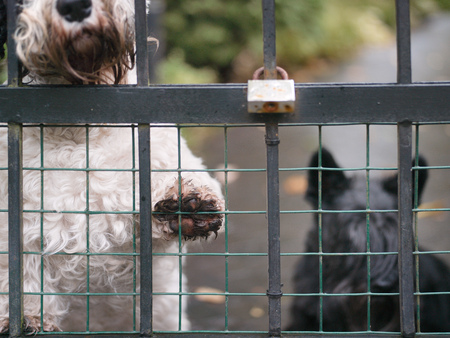 The dogs locked behind the fence, selective focus cropped closeupの写真素材