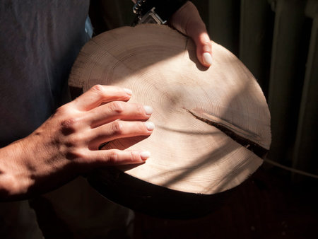Round tree cut in female hands, sunlight closeup