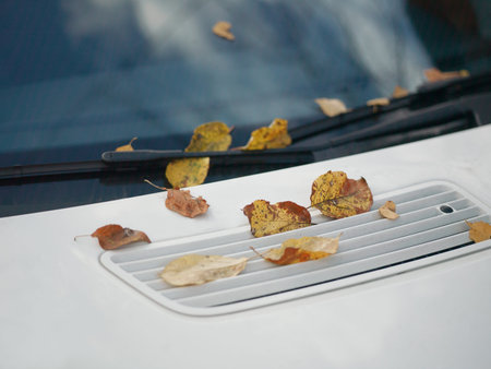Withered leaves on a car front, shallow depth of fieldの写真素材