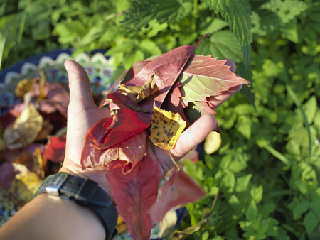 Close-up of a hand with red leaves, a colorful garden in the backgroundの写真素材