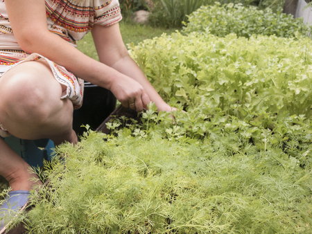 A woman wearing dress sitting and working on a vegetable bed, focus in the foregroundの写真素材