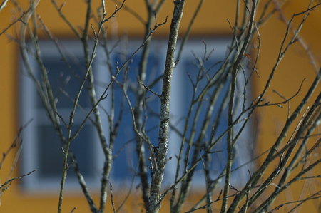 Springtime background with bare branches in front of house facade, extremely shallow depth of fieldの写真素材