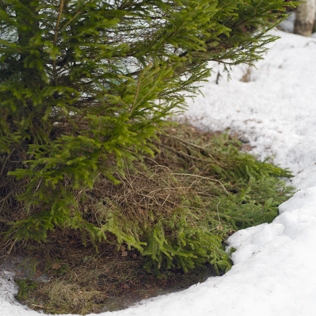 Snow melting under a fir tree in early spring, square outdoor shotの写真素材
