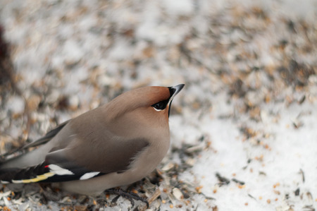 A bird seemingly injured sitting on the snow, outdoor closeupの写真素材