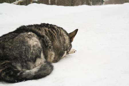 A grey dog lying down on the snow, outdoor shotの写真素材