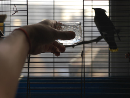 Silhouette of a bird sitting in a cage and a human hand giving water, concept of animals careの写真素材