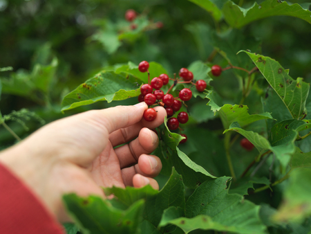 Closeup of a hand about to pick red berries, outdoor shot