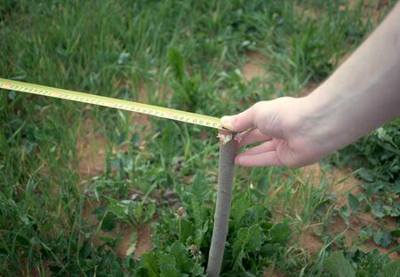 Hand of a syrveor measuring land with metric tape, outdoor close-up