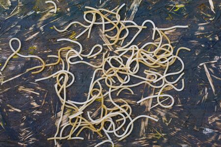 Cooked noodle spread out on the wooden painted background