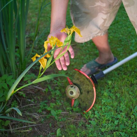 A man with a lawn mower carefully holding yellow flower, outdoor shot, square composition