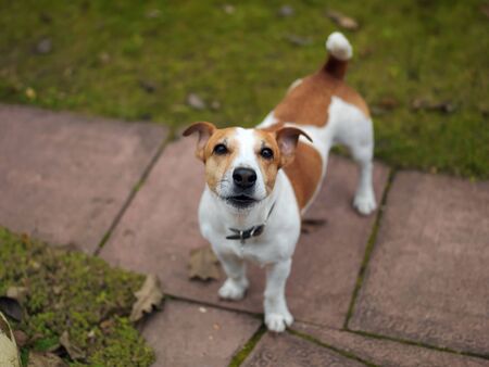 Small jackrussell terrier standing on the footpath, outdoor shot
