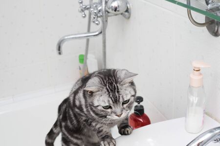Close-up of a cat escaping from a bath, indoor cropped shotの写真素材