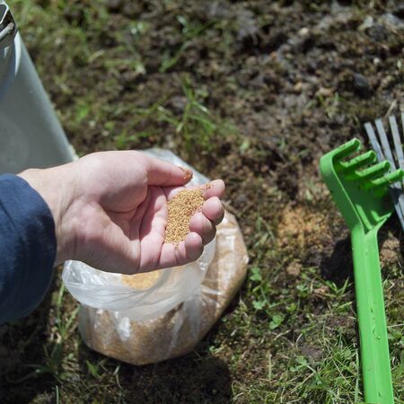 Close-up of a hand with seeds, outdoor sunny day shot, square composition