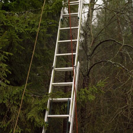 A steel expandable ladder leaned against the tree about to be cut, square composition