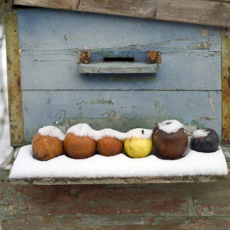 Close-up of a beehive and a bunch of rotten apples covered with snowの写真素材