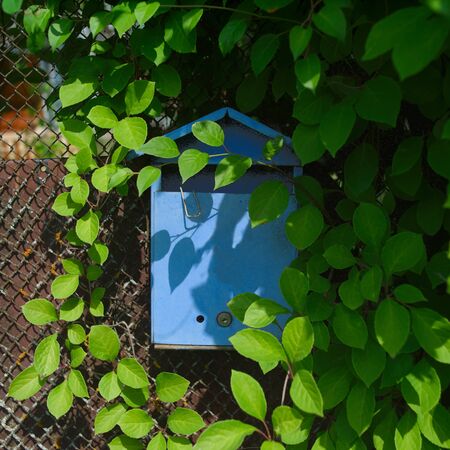 Blue metal mailbox on a gate and framed with foliage, outdoor closeup