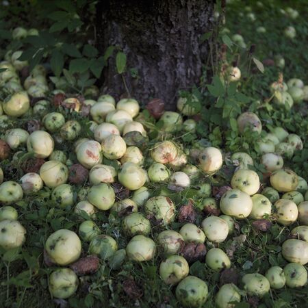 Overripe apples under an apple tree in archard, autumn scene