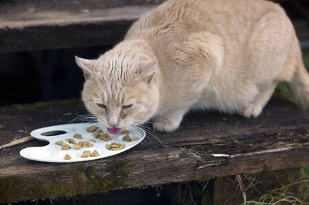 Stray cat eating pet food from an artist palette used like a food bowlの写真素材