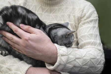 Male hands hugging a tabby cat, shallow depth of field