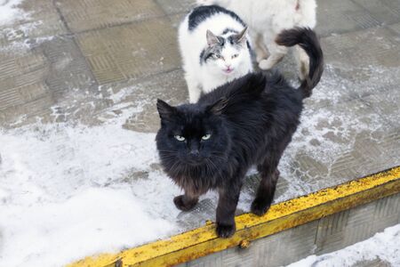 Bunch of stray cats, outdoor winter scene