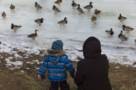 Mother and child feeding birds on a lake, winter sceneの写真素材