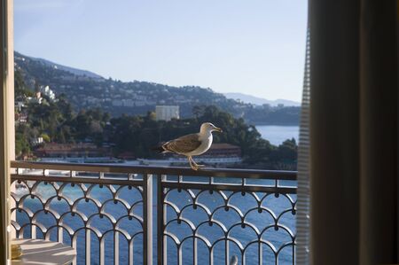 A seagull sitting on a balcony handrail, outdoor shotの写真素材