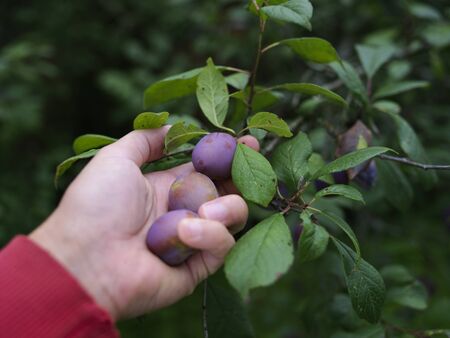 Closeup of a hand picking ripe plums from a treeの写真素材