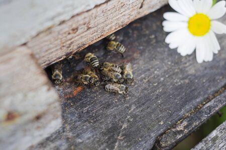 The bees guarding a hive netrance, macro shotの写真素材