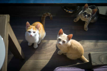 Three hungry kittens asking for food while sitting under the table, above shot