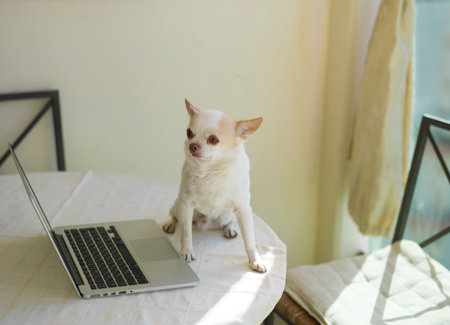 A smart small dog sitting on a table next to a laptop, shallow DOFの写真素材