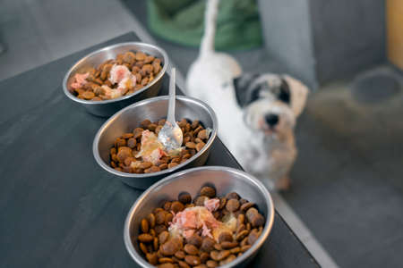 Three bowls with pet food and a terrier in the background, indoor closeup, concept of feeding timeの写真素材