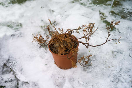 Abandoned dead plant in pot on the snow, shallw depth of field