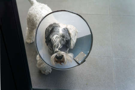 A dog wearing flexible protective collar standing behind a glass door, uneven focus shot