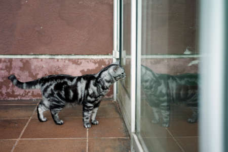 A cat standing in front of a closed door, asking to come in, outdoor scene