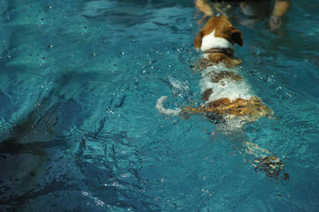 Blurred motion shot of a dog swimming to a master