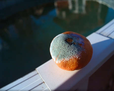 Rotten orange covered with mold, outdoor close up shotの写真素材