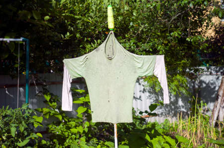 Old t-shirt used like a bogeyman in a garden, summertime shotの写真素材