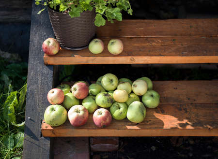 Just picked ripe apples placed on wooden steps, sunny day closeupの写真素材