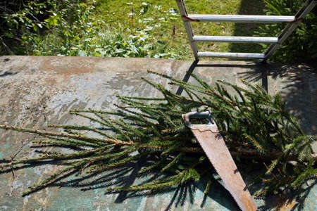 a fir tree top section cut with handsaw and abandoned on a roofの写真素材