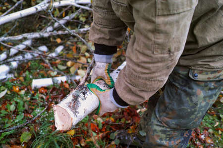 a worker in camouflage and protective gloves holding a birch cut branch, outdoor close up