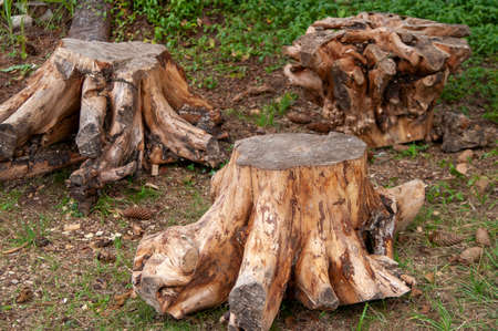 outdoor shot of huge removed stumps abandoned on the groundの写真素材