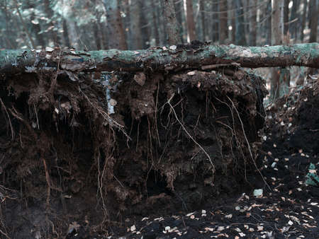 a grounded dead tree and bare roots, a toned outdoor imageの写真素材