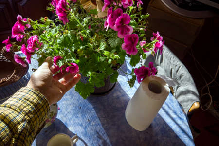 A hand picking leaves from pink geranium, indoor closeupの写真素材