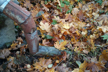 old rusty downspout and ground covered with autumn foliageの写真素材