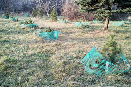 saplings of a pine trees protected with mesh in a parkの写真素材