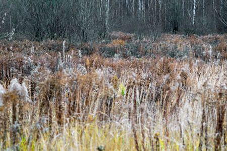 field of dry plants and reeds in front of a naked forest, autumn motifの写真素材